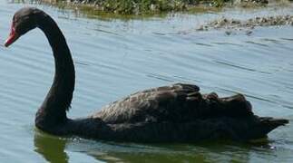 Cygne noir