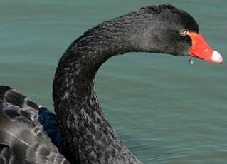 Cygne noir