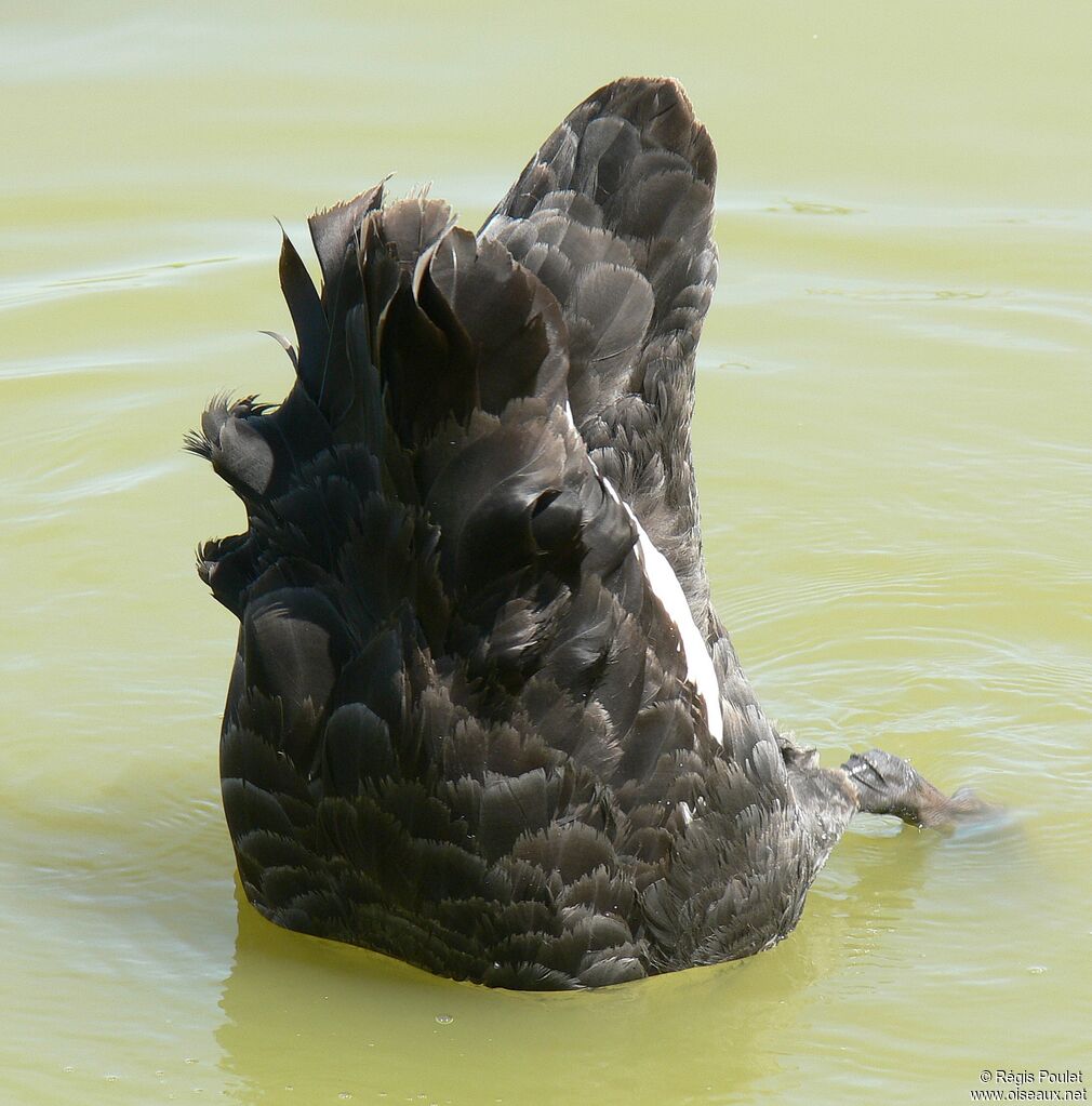 Cygne noiradulte, Comportement