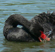 Cygne noir