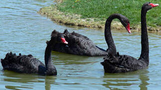 Cygne noir