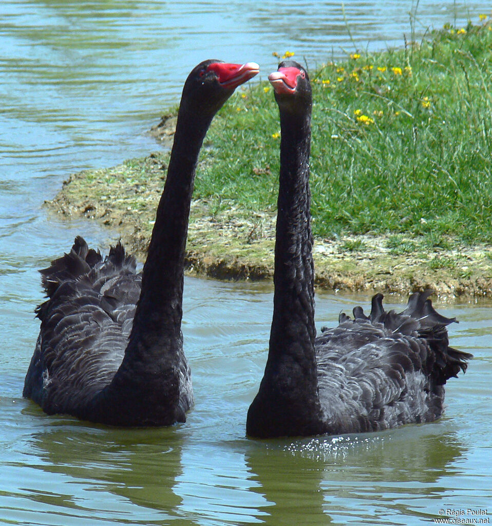 Black Swan , identification, Behaviour