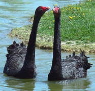 Cygne noir