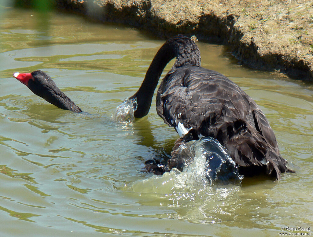 Cygne noir adulte, Comportement