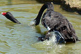 Cygne noir