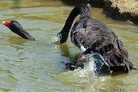 Black Swan