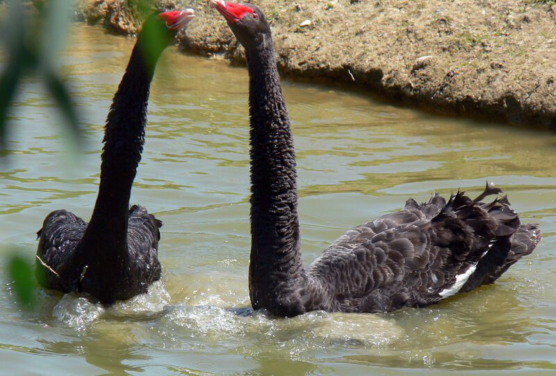 Black Swan adult, identification, Behaviour