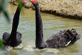 Cygne noir