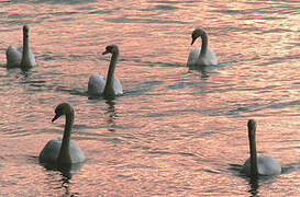 Cygne tuberculé