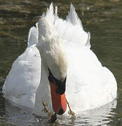 Cygne tuberculé