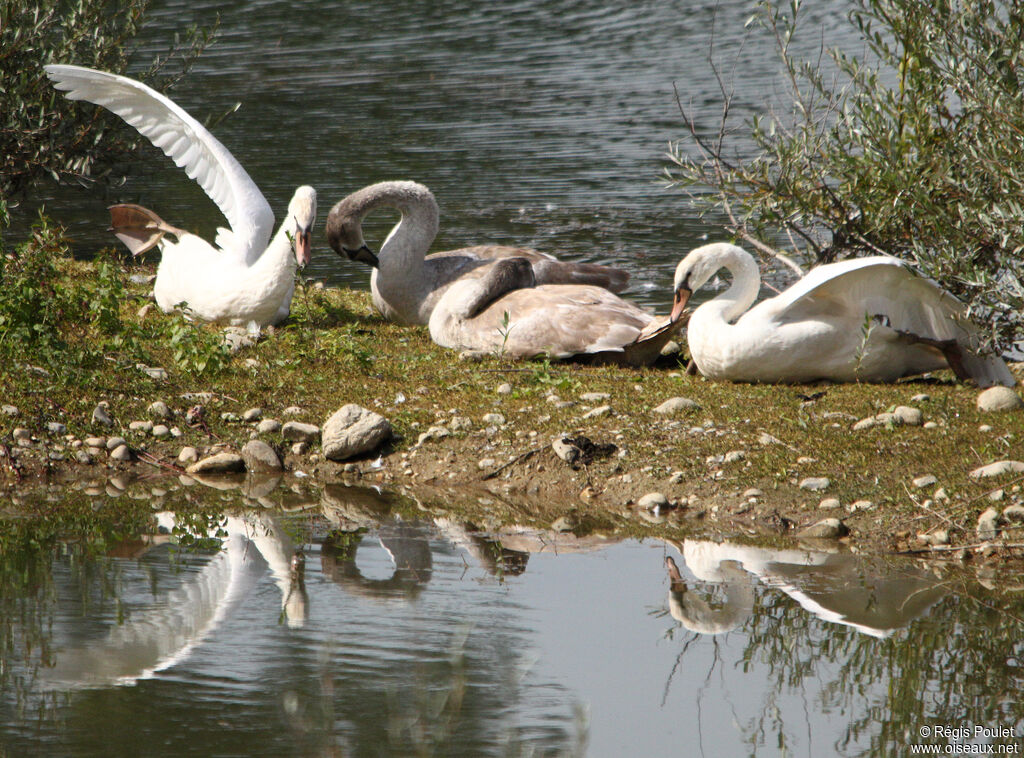 Cygne tuberculé, Comportement