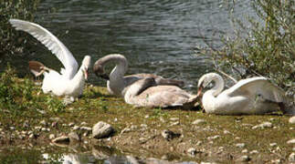 Cygne tuberculé