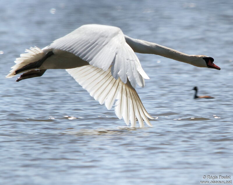 Mute Swan male, Flight