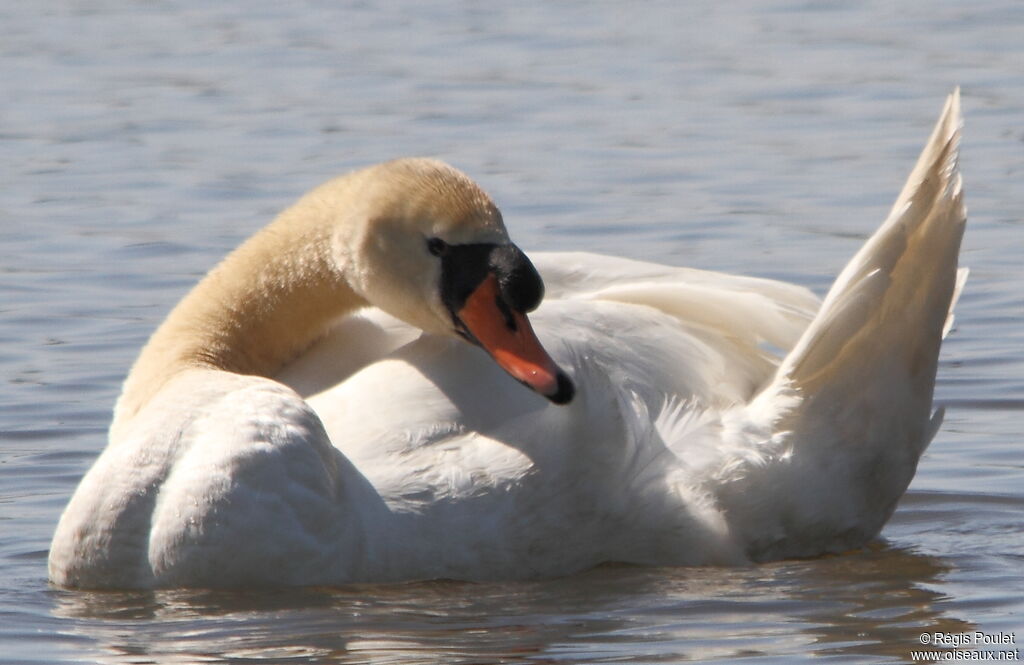 Cygne tuberculé mâle adulte nuptial