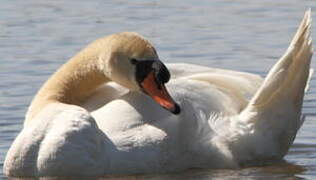 Cygne tuberculé