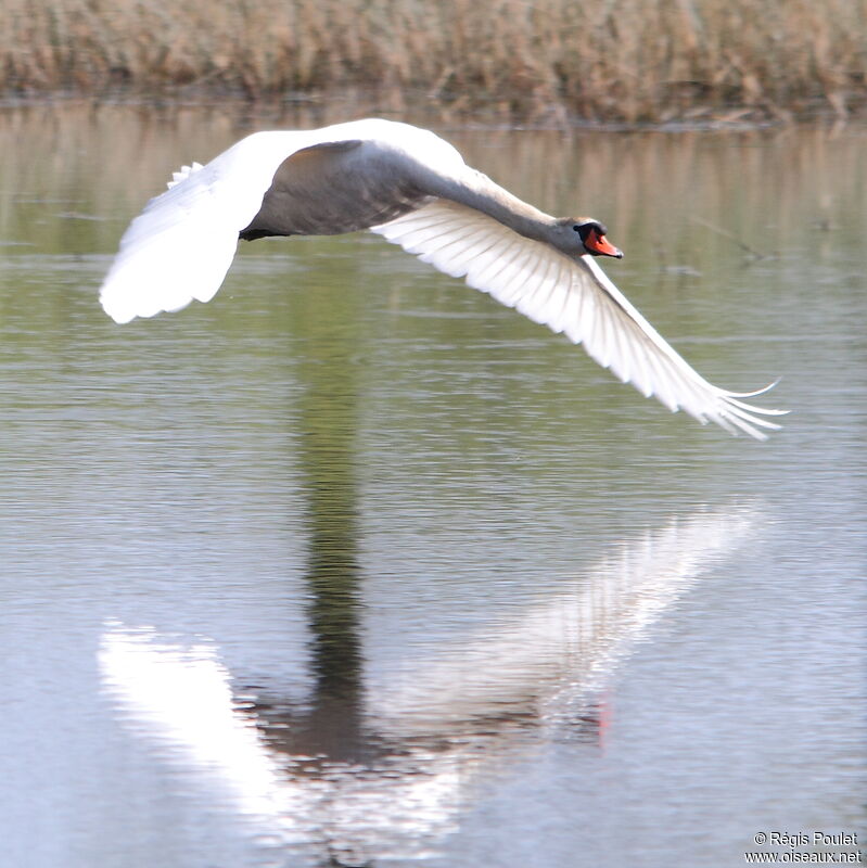 Mute Swan male adult, Flight