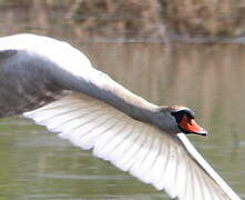 Mute Swan