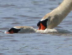 Cygne tuberculé