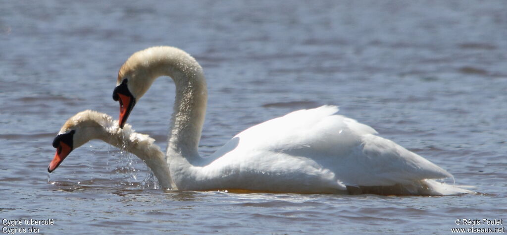 Cygne tuberculé , Comportement