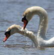 Cygne tuberculé