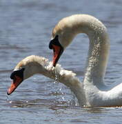 Cygne tuberculé