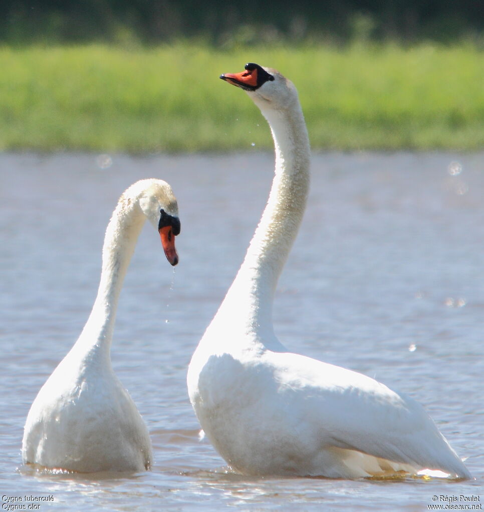 Cygne tuberculé adulte nuptial, Comportement