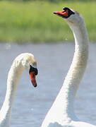 Cygne tuberculé