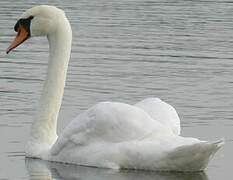 Cygne tuberculé