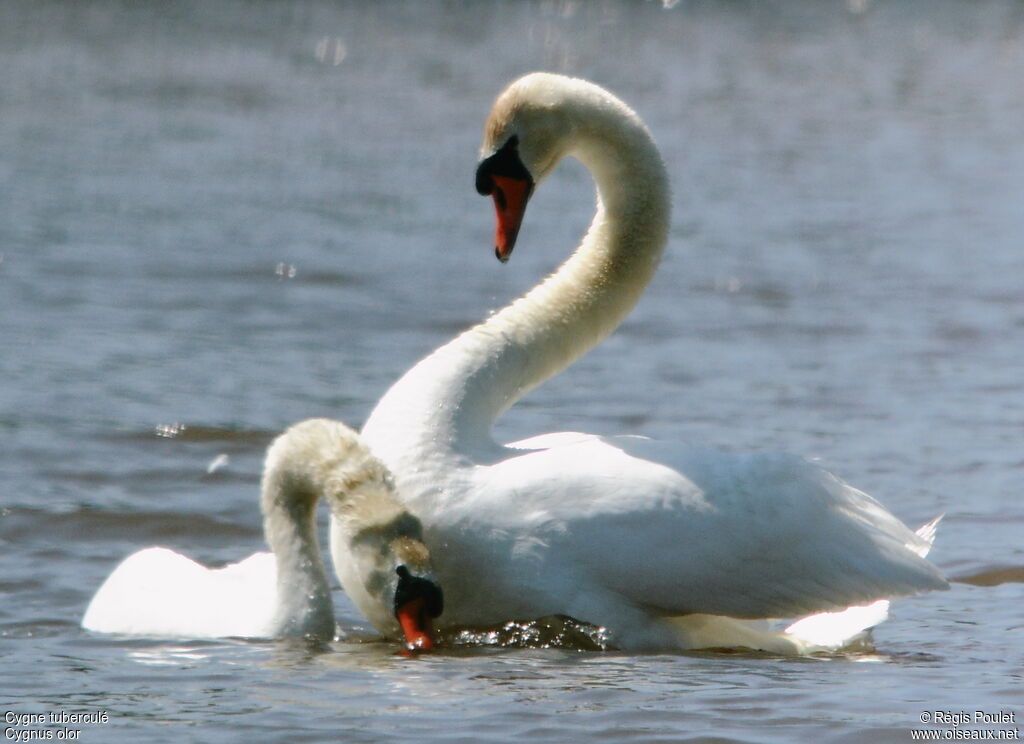 Cygne tuberculé adulte nuptial, Comportement