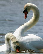 Cygne tuberculé