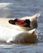 Cygne tuberculé