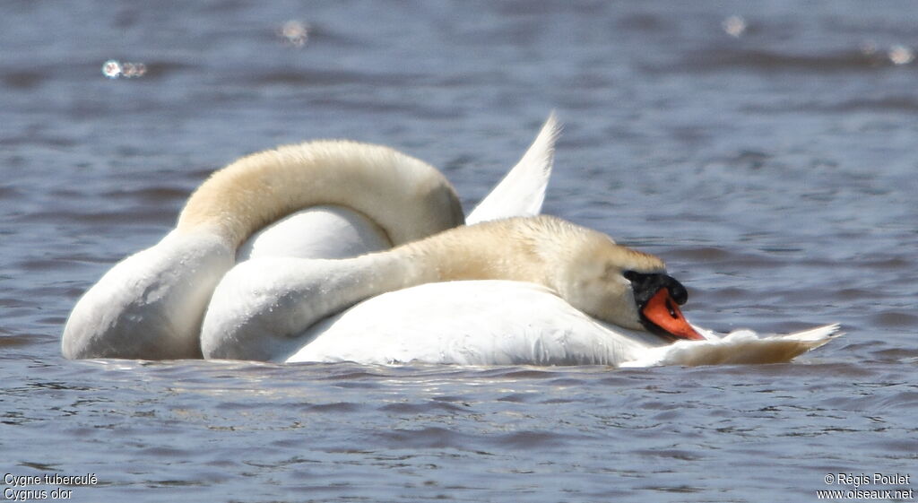 Cygne tuberculé , Comportement