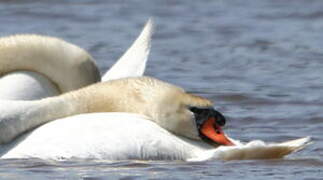 Cygne tuberculé