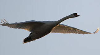 Mute Swan