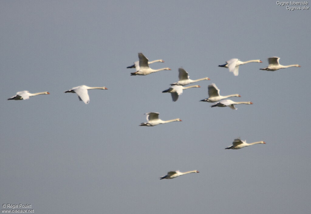 Cygne tuberculé, Vol