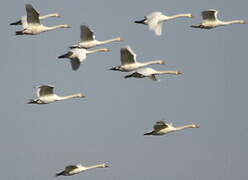 Cygne tuberculé