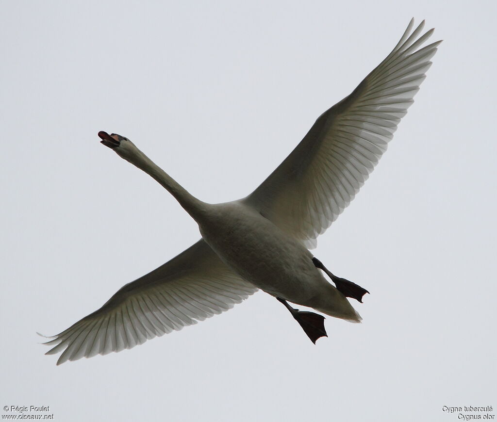 Mute Swan, Flight