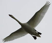 Mute Swan