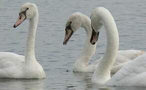 Mute Swan