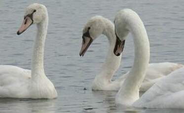 Cygne tuberculé