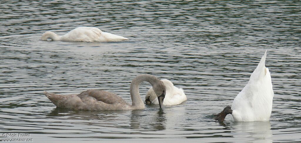 Mute Swan