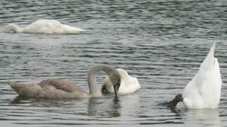 Mute Swan