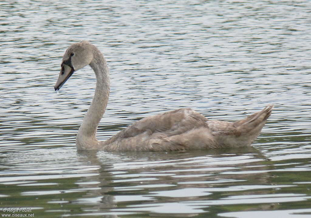 Cygne tuberculéjuvénile