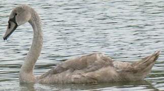 Cygne tuberculé