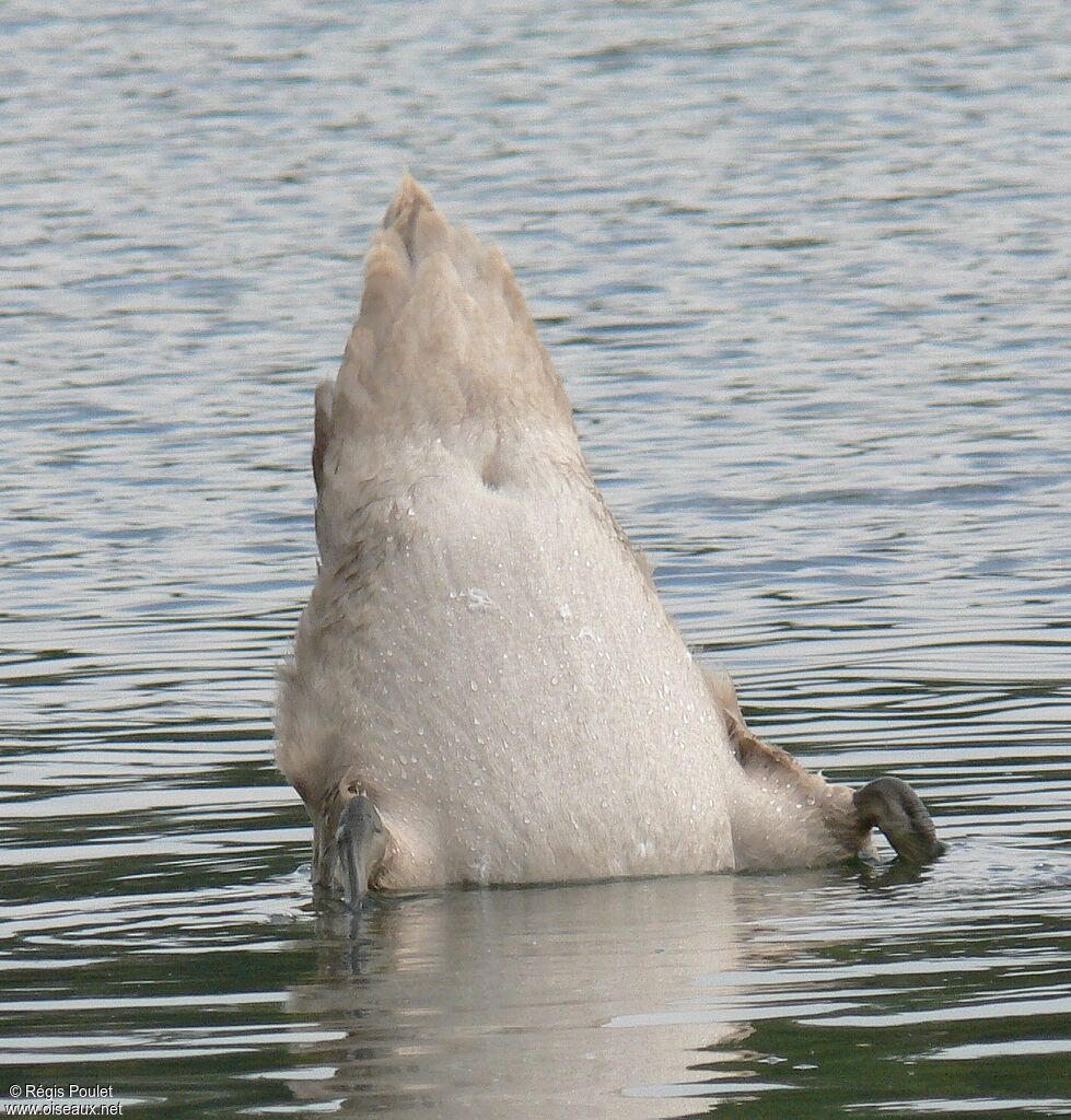 Cygne tuberculéjuvénile