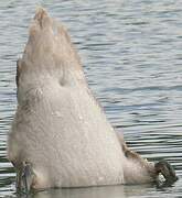 Mute Swan