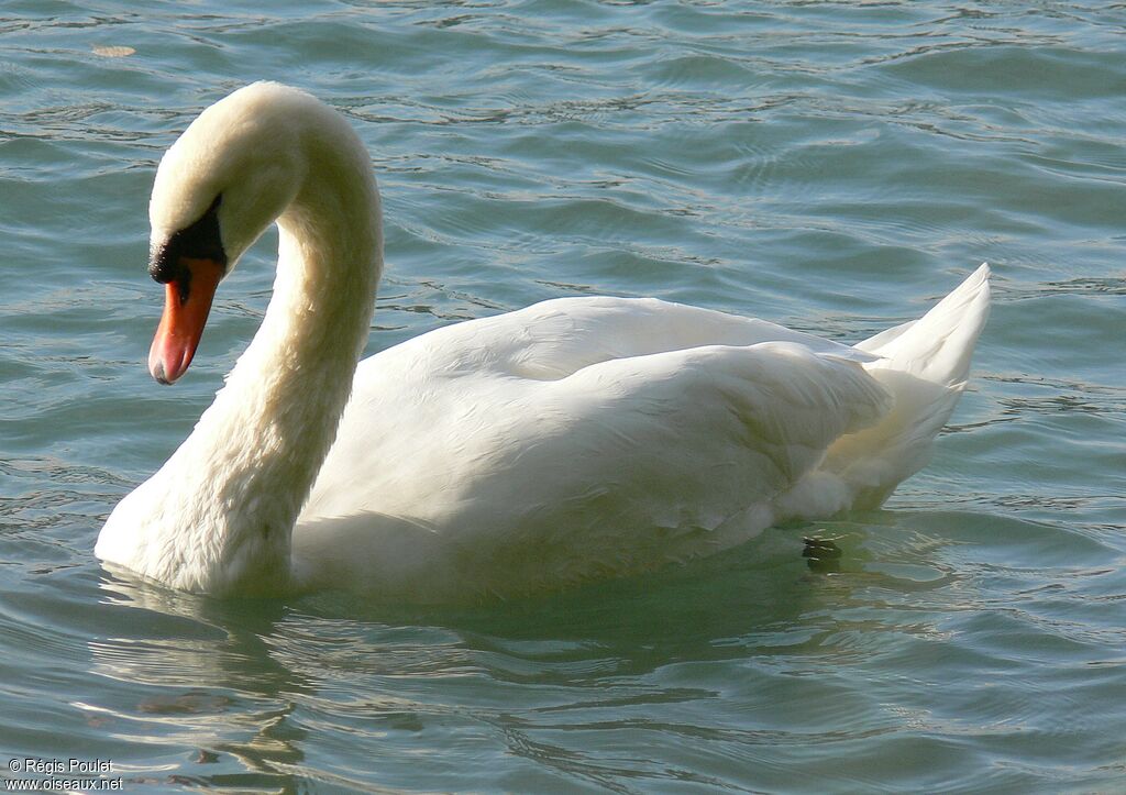 Mute Swan male adult