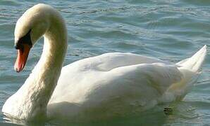 Mute Swan