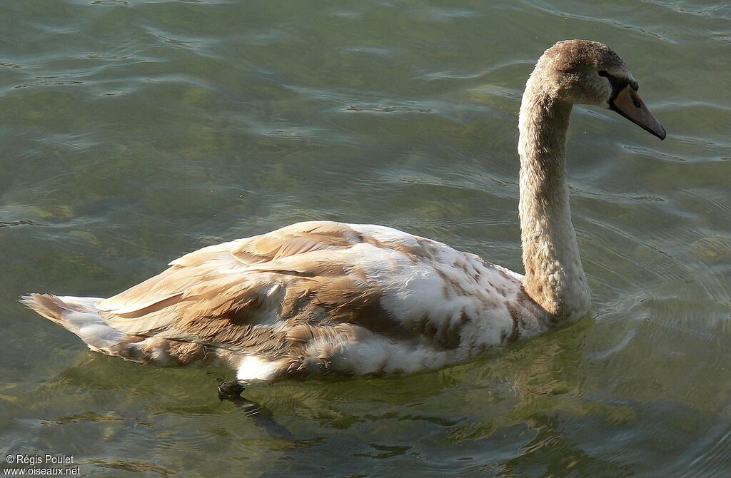 Cygne tuberculéjuvénile