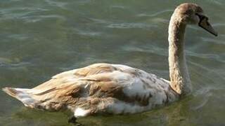 Cygne tuberculé